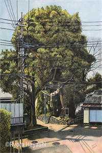花都至尊神医