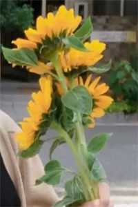 烟雨任平生沉野任云烟全章节小说